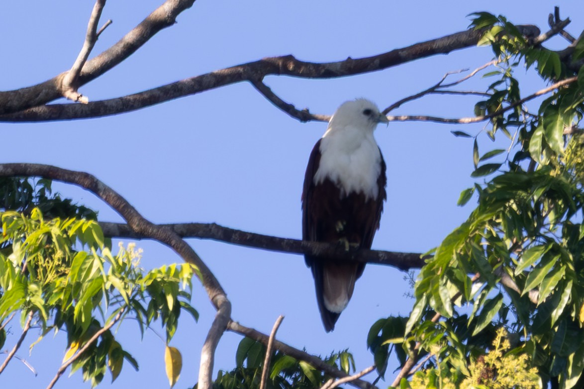 Brahminy Kite - ML640491434