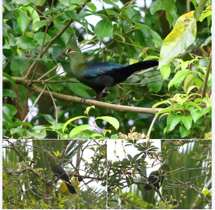 Livingstone's Turaco - ML640491438
