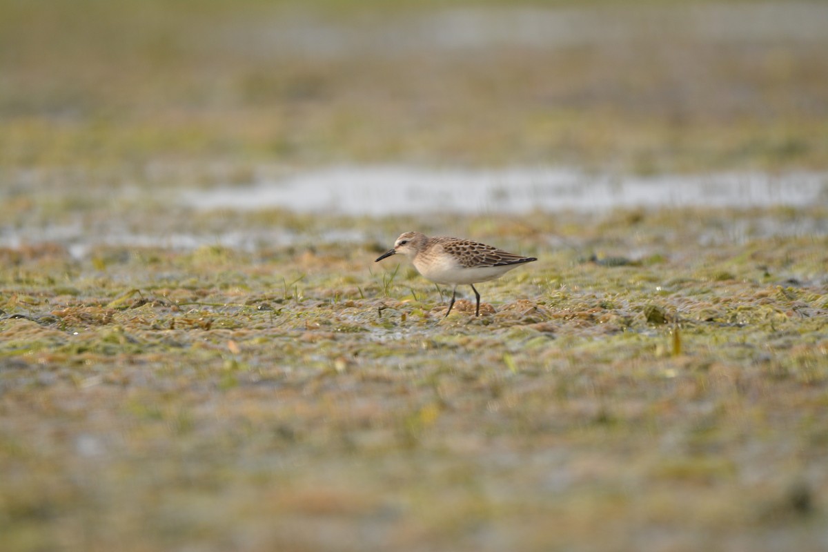 Semipalmated Sandpiper - ML640491444