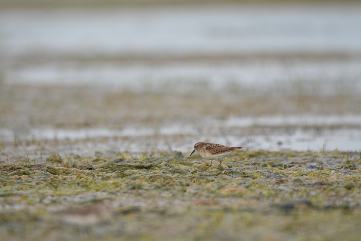 Least Sandpiper - ML640491497