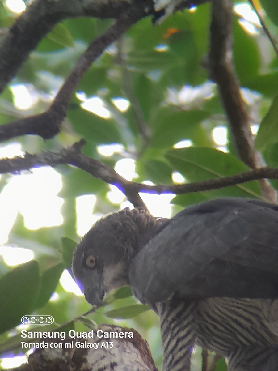 Crested Eagle - ML640491508
