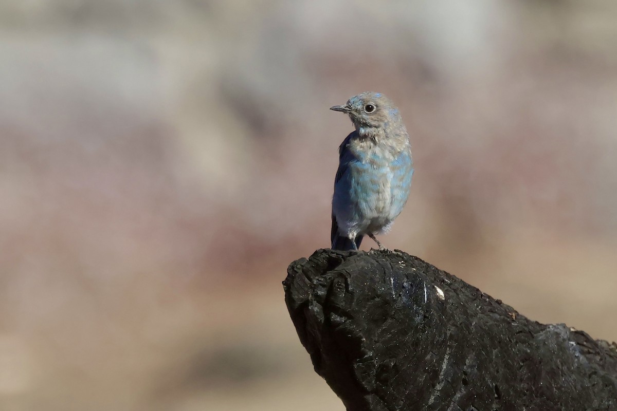 Mountain Bluebird - ML640491511