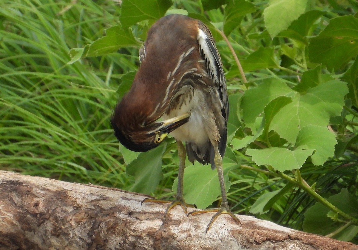 Green Heron - ML640491521