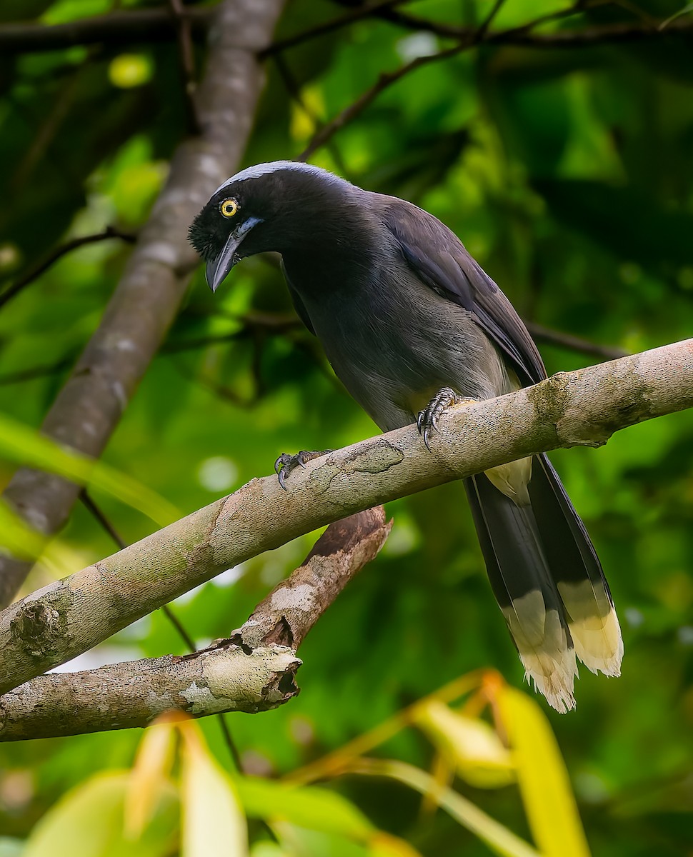 Azure-naped Jay - ML640491549
