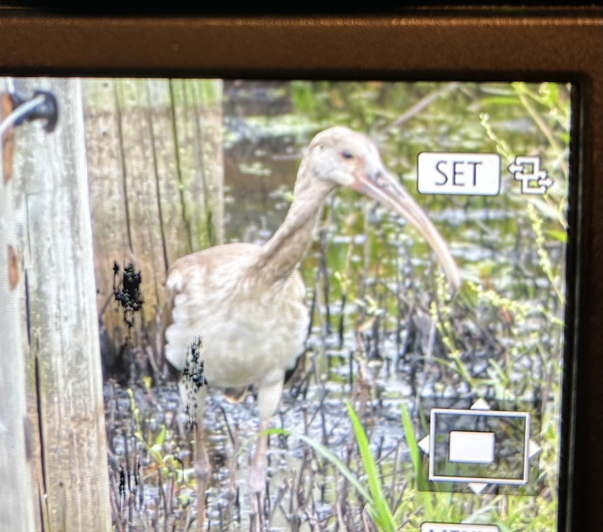 White Ibis - ML640491556