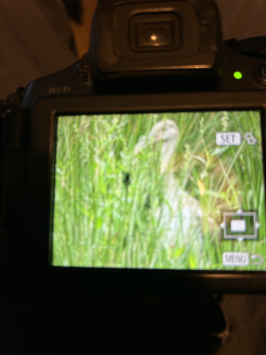 White Ibis - ML640491557