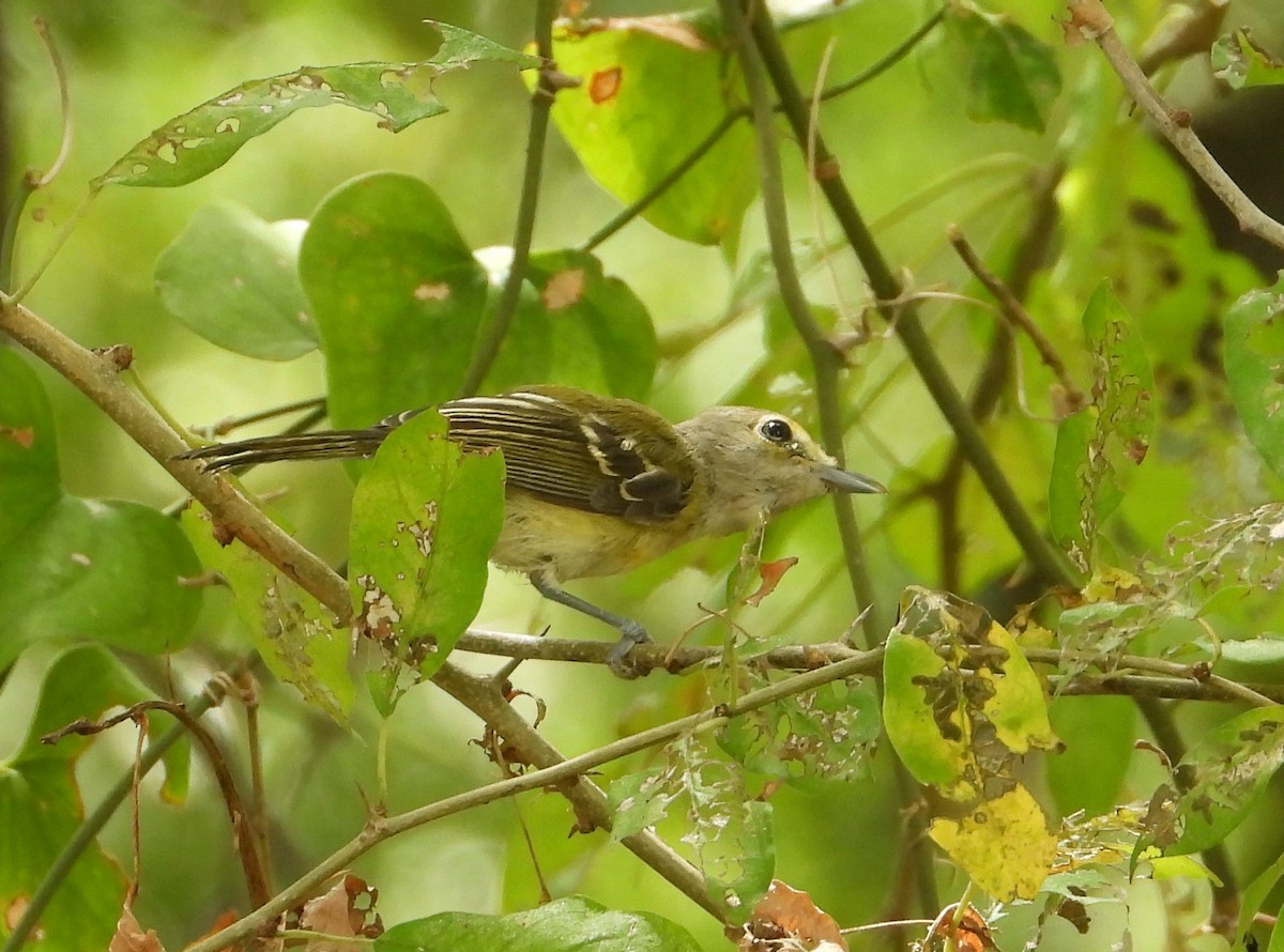 White-eyed Vireo - ML640491579