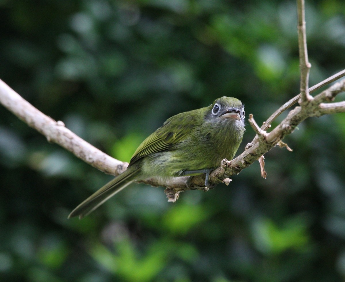 Eye-ringed Flatbill - ML640491627