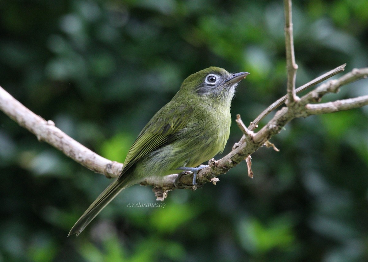Eye-ringed Flatbill - ML640491628