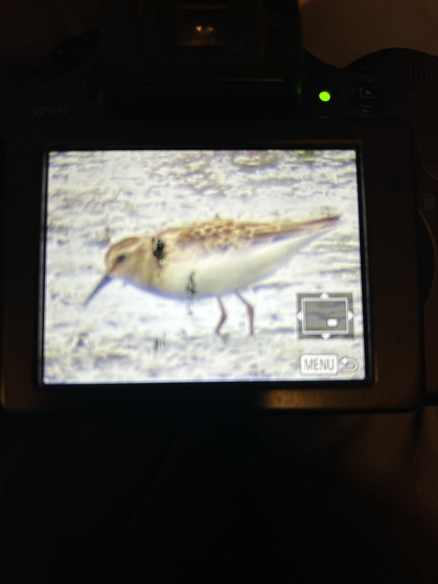 Least Sandpiper - ML640491642