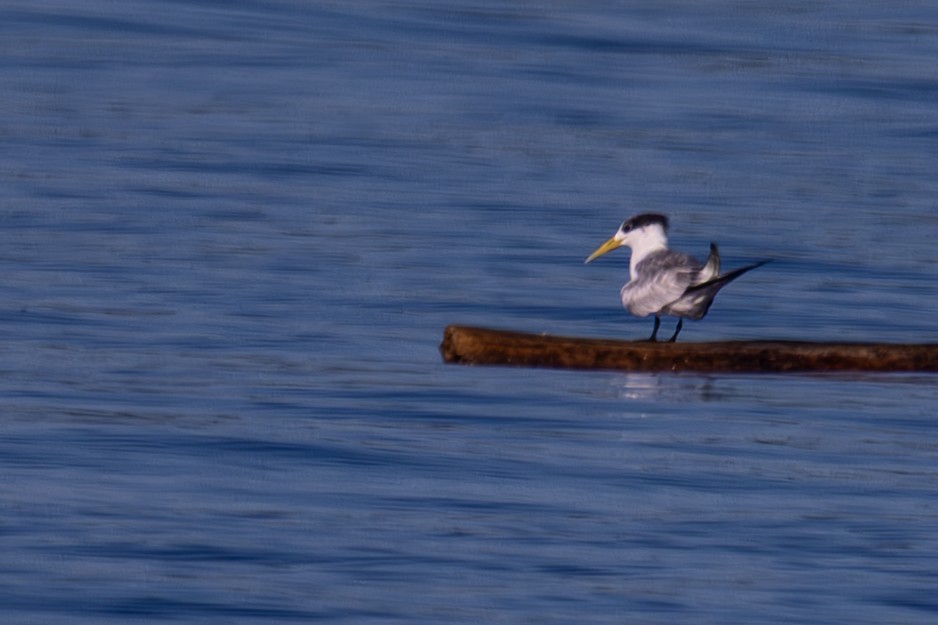 Great Crested Tern - ML640491661