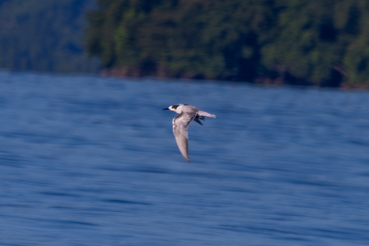 Common Tern (longipennis) - ML640491662