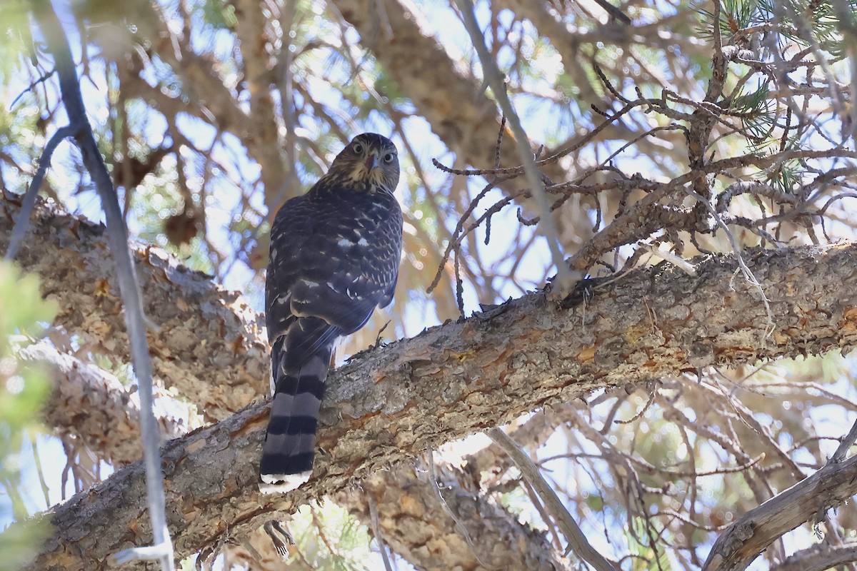 Cooper's Hawk - ML640491724