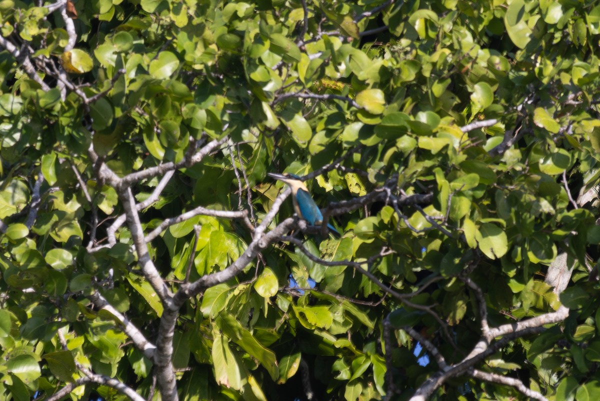 Melanesian Kingfisher (New Britain) - ML640491750