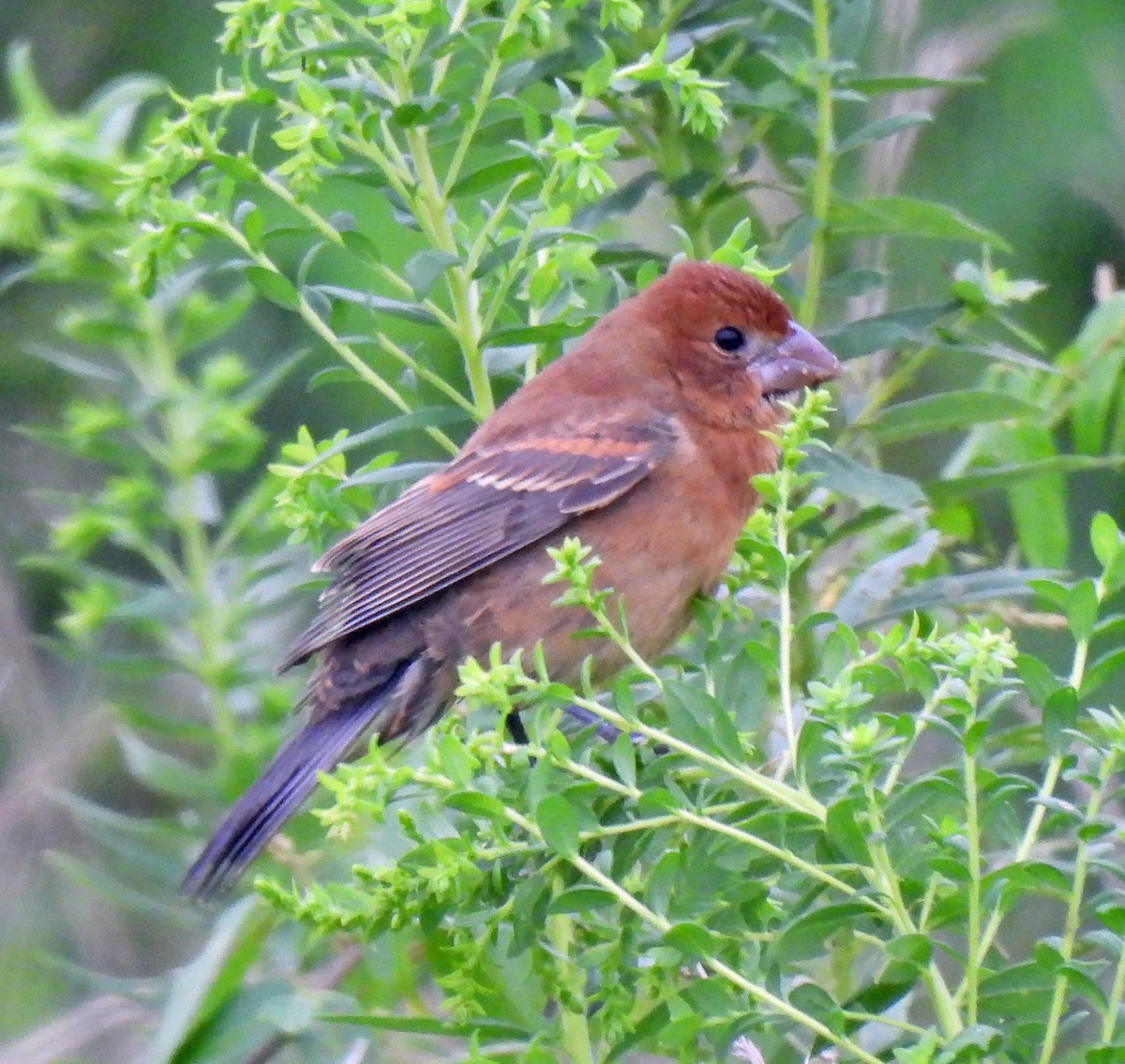 Blue Grosbeak - ML640491763