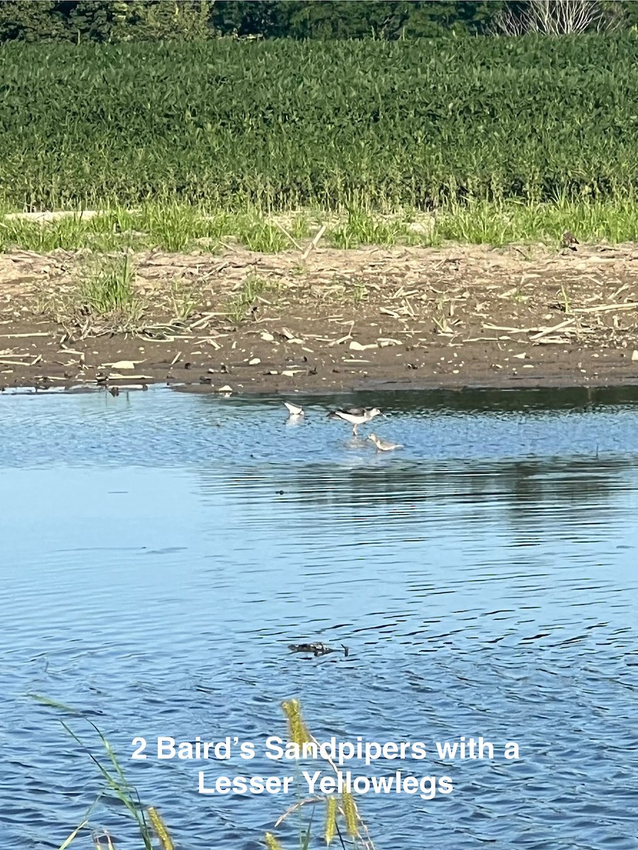 Baird's Sandpiper - ML640491765