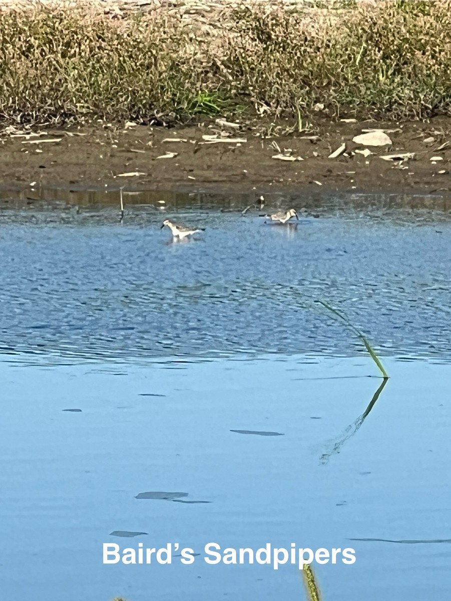 Baird's Sandpiper - ML640491766
