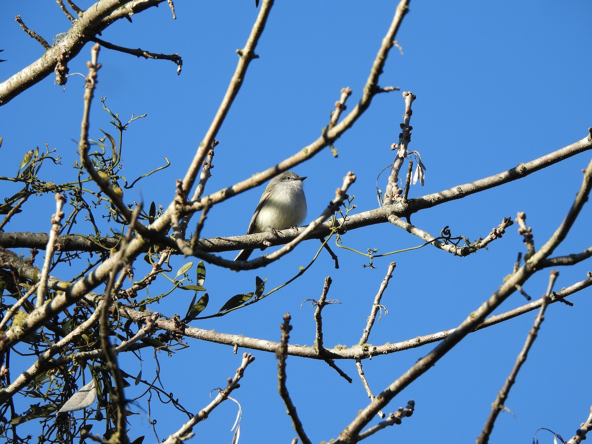 Suiriri Flycatcher - ML640491842