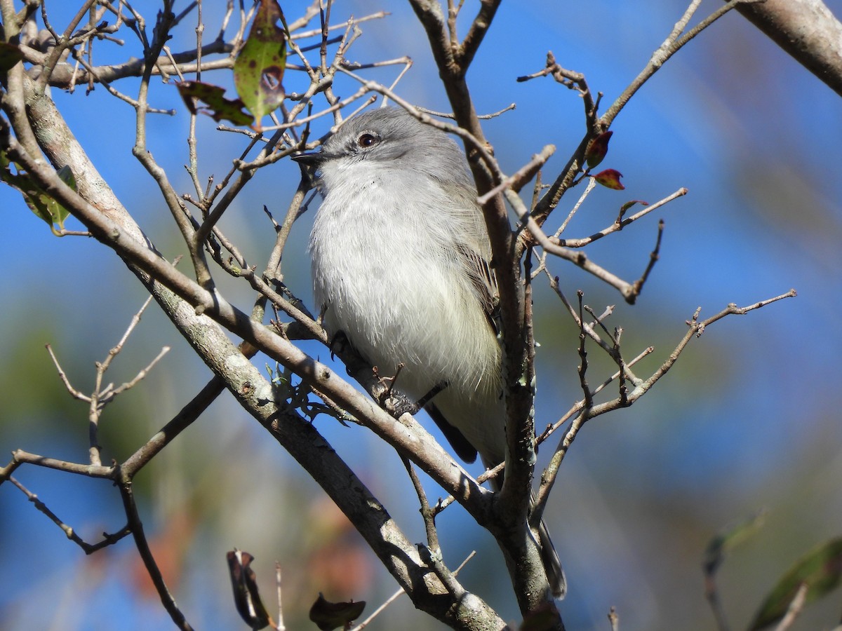Suiriri Flycatcher - ML640491843