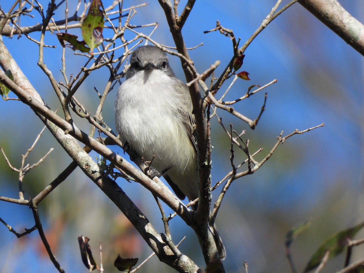 Suiriri Flycatcher - ML640491844
