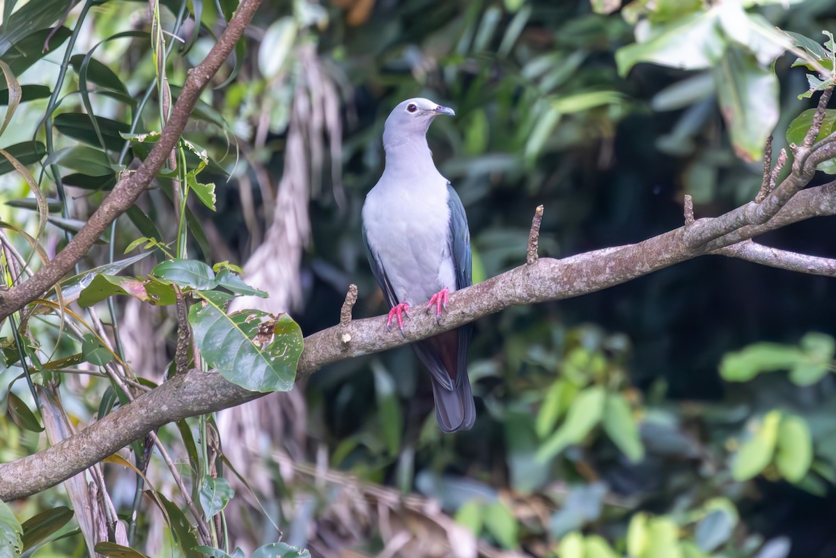 Island Imperial-Pigeon - ML640491899