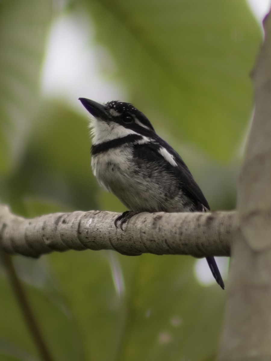 Pied Puffbird - ML640491928