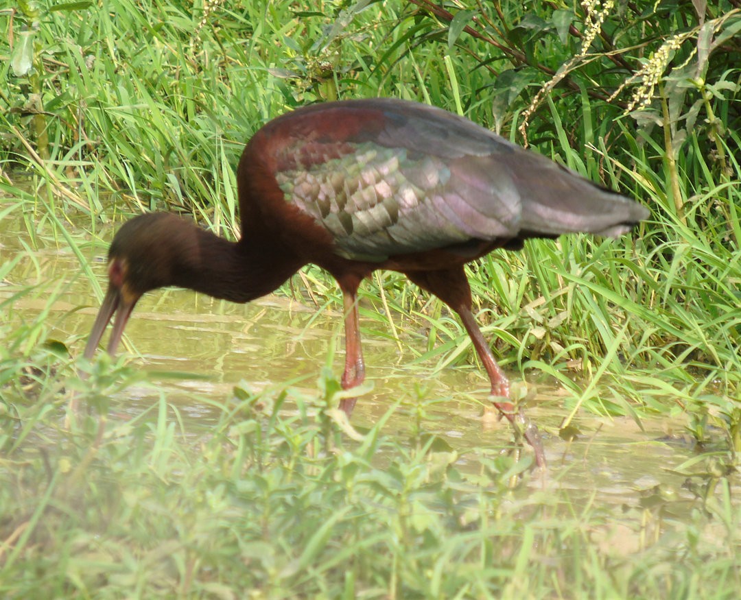 White-faced Ibis - ML640491941