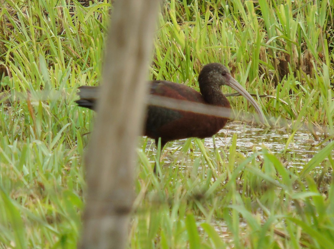 White-faced Ibis - ML640491964