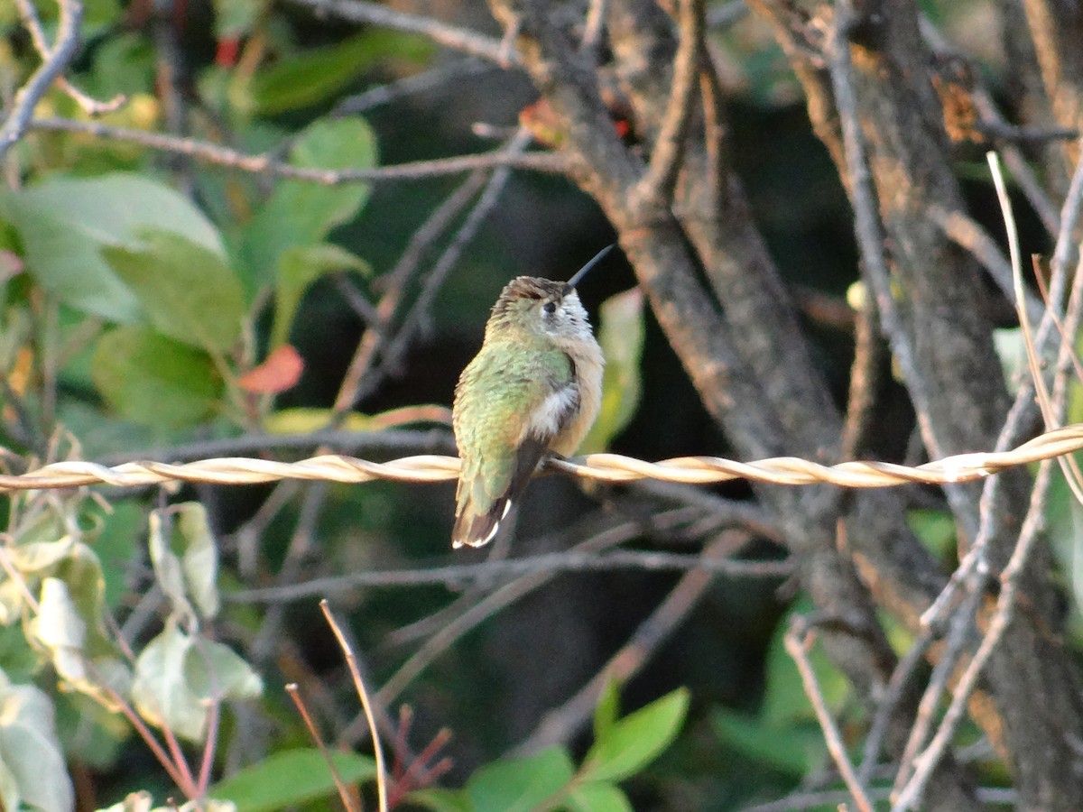 Calliope Hummingbird - ML640491968
