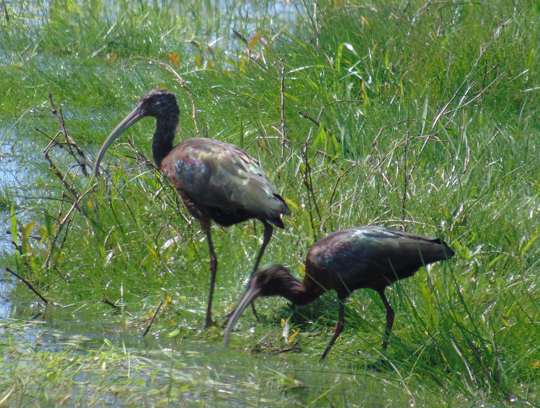 White-faced Ibis - ML640492019