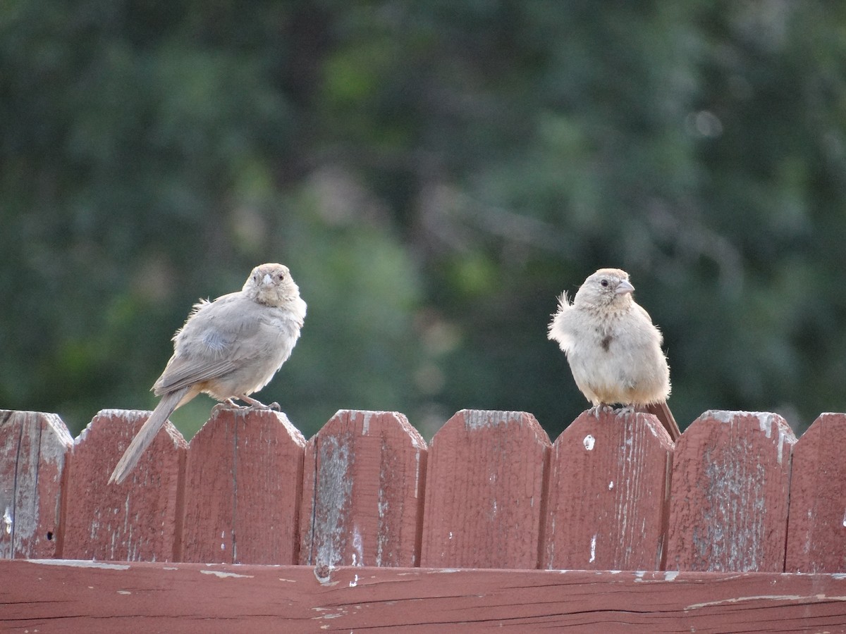 Canyon Towhee - ML640492148