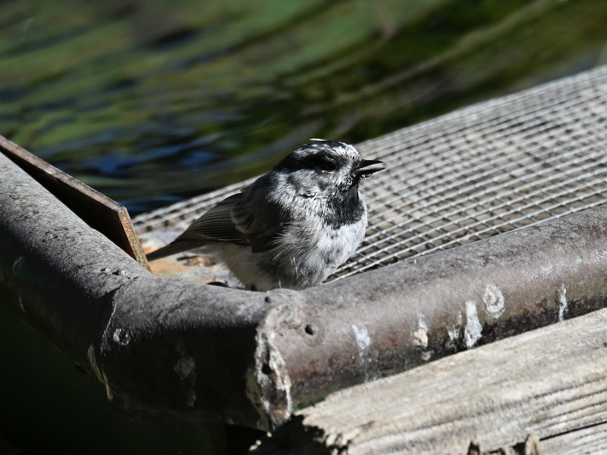 Mésange de Gambel - ML640492158