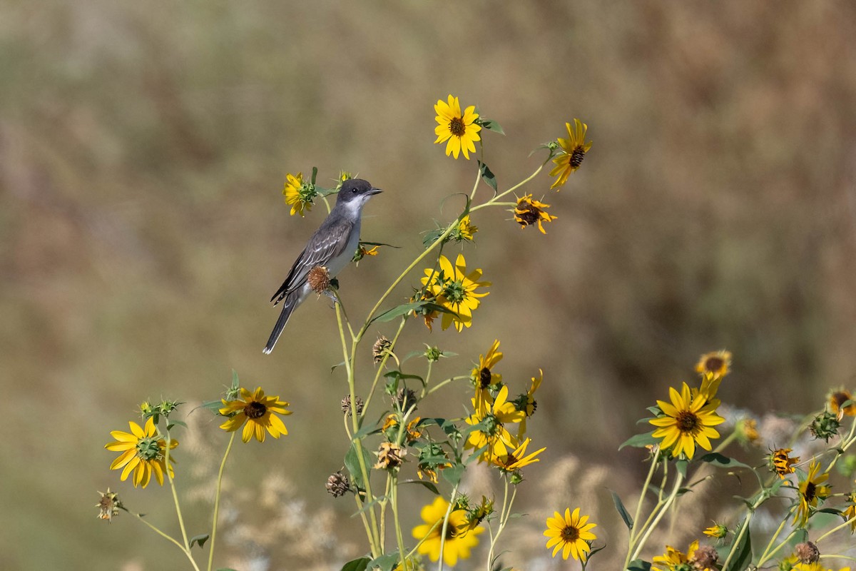 Eastern Kingbird - ML640492191