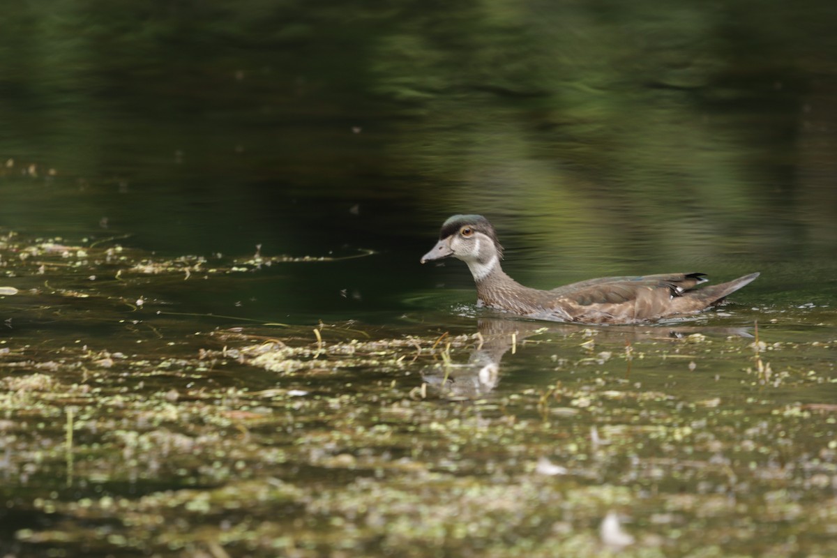 Wood Duck - ML640492207
