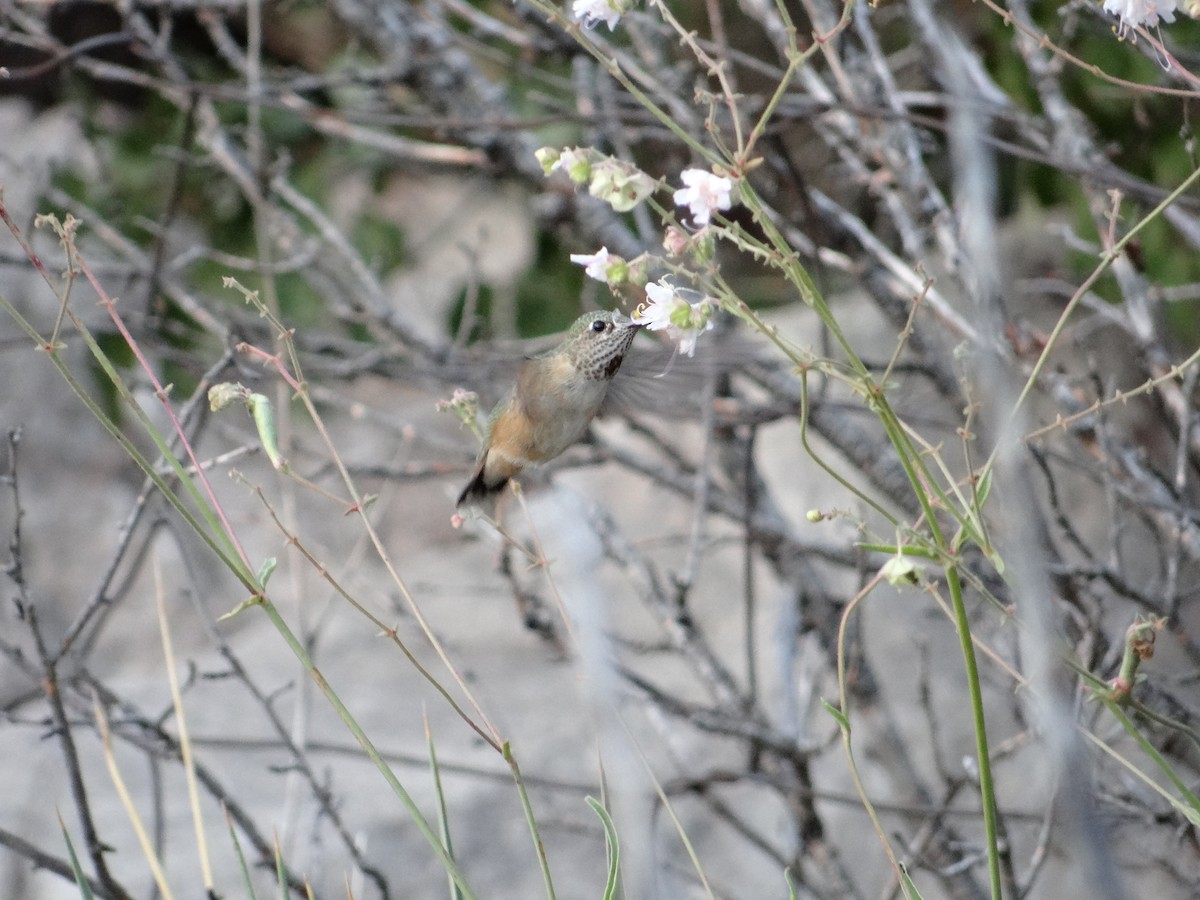 Calliope Hummingbird - ML640492236