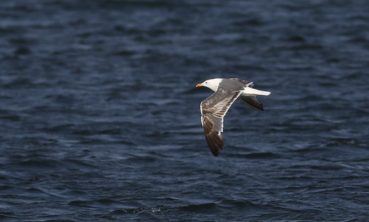Lesser Black-backed Gull - ML640492273