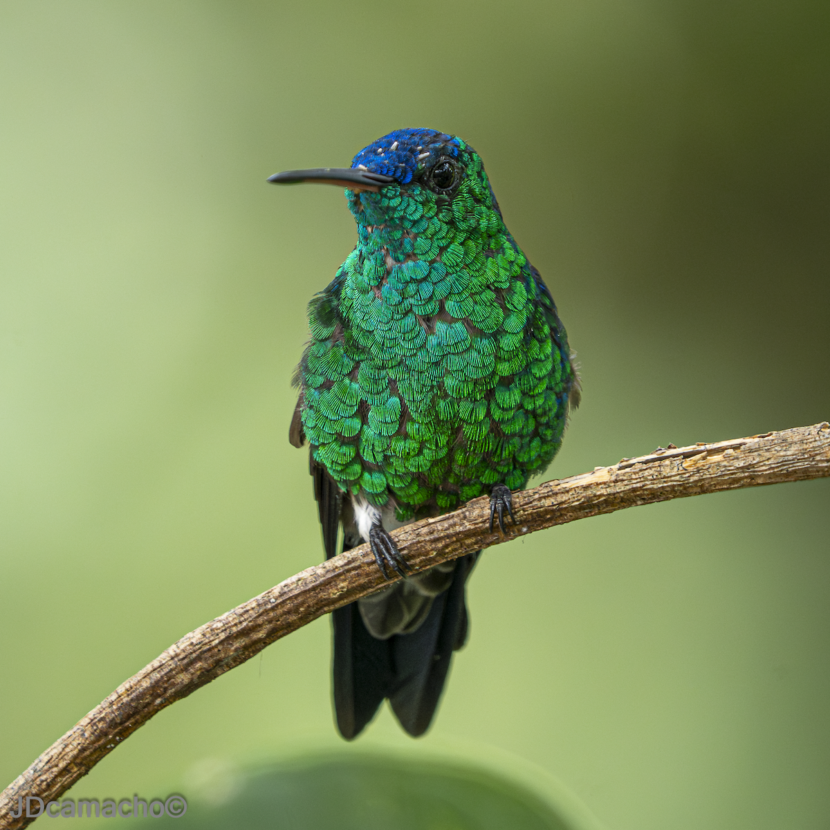 Indigo-capped Hummingbird - ML640492289