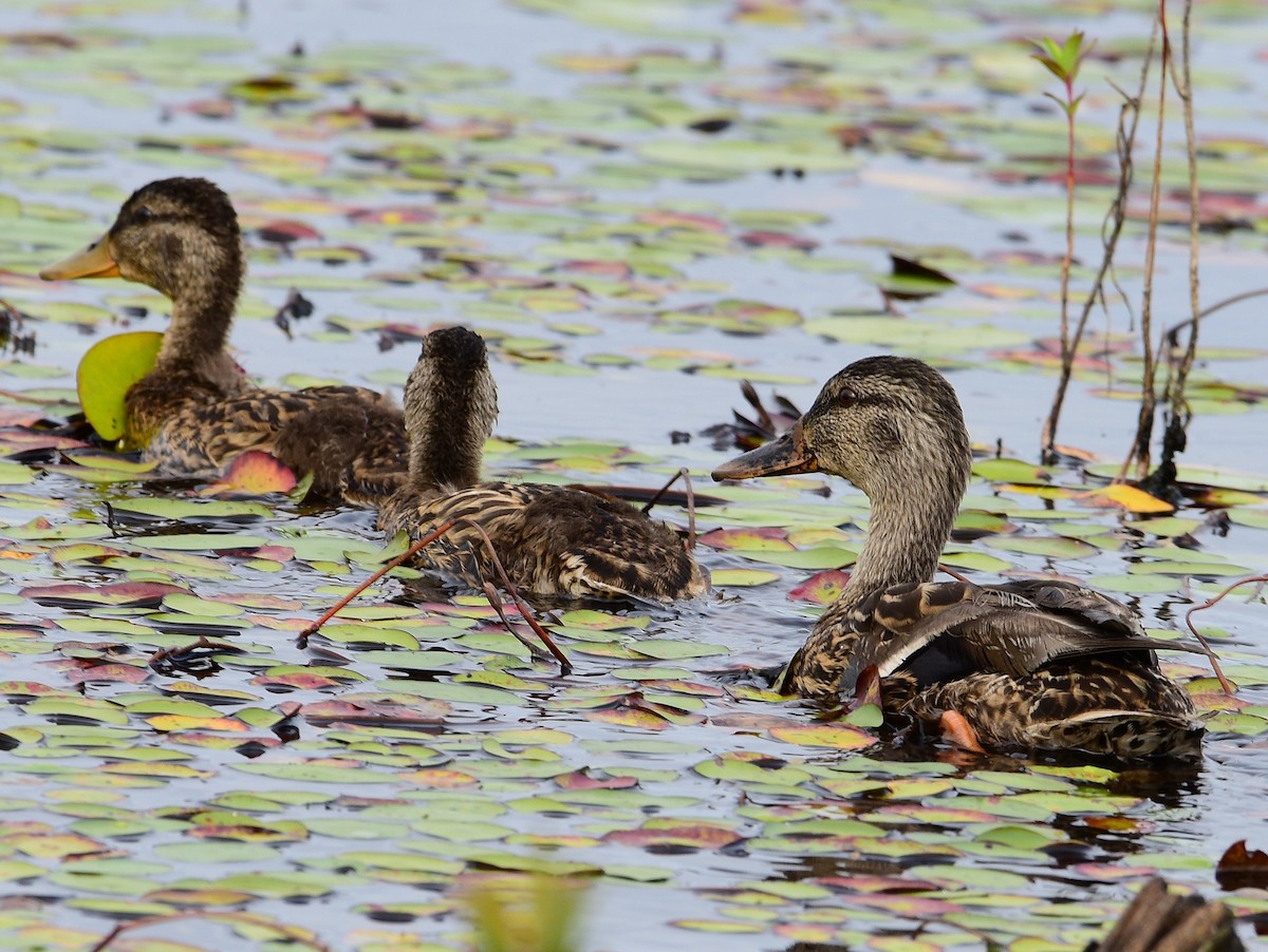 Mallard - ML640492299