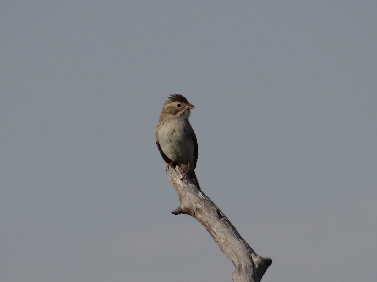 Brewer's Sparrow - ML640492321