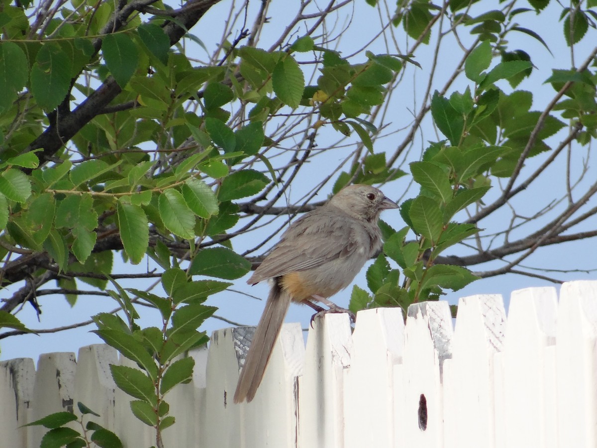 Canyon Towhee - ML640492367