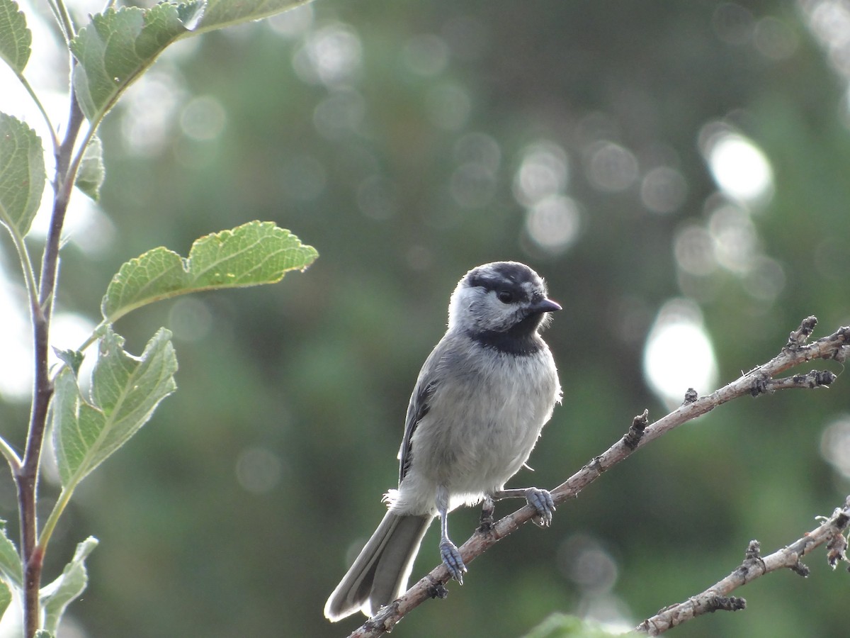 Mountain Chickadee - ML640492379