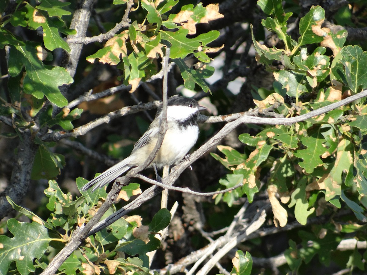 Black-capped Chickadee - ML640492398