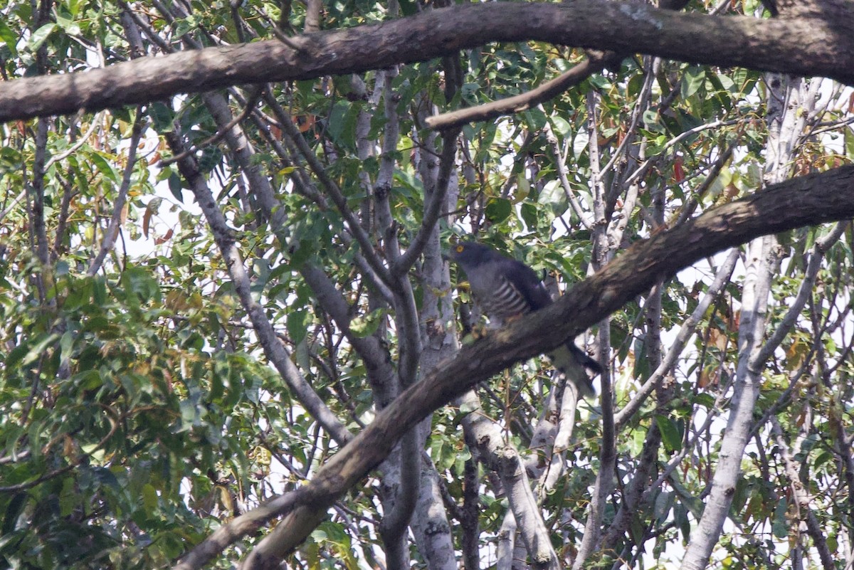 African Cuckoo-Hawk - ML640492405