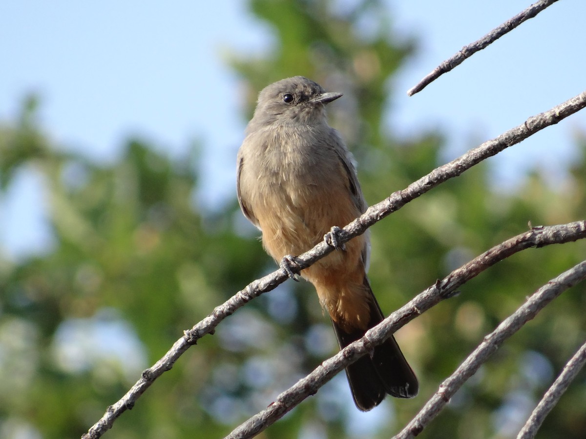 Say's Phoebe - ML640492436