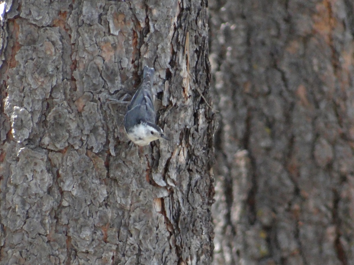 White-breasted Nuthatch - ML640492457