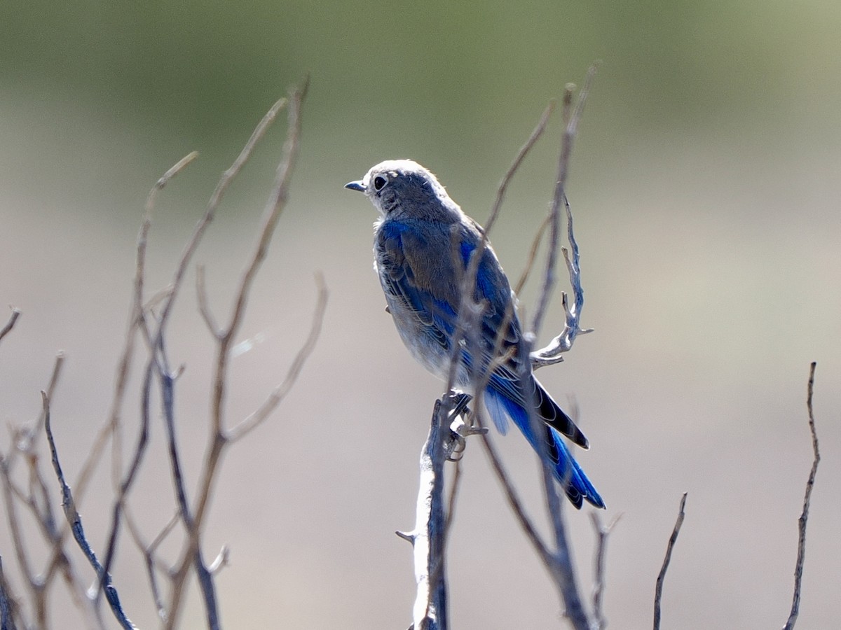 Mountain Bluebird - ML640492462