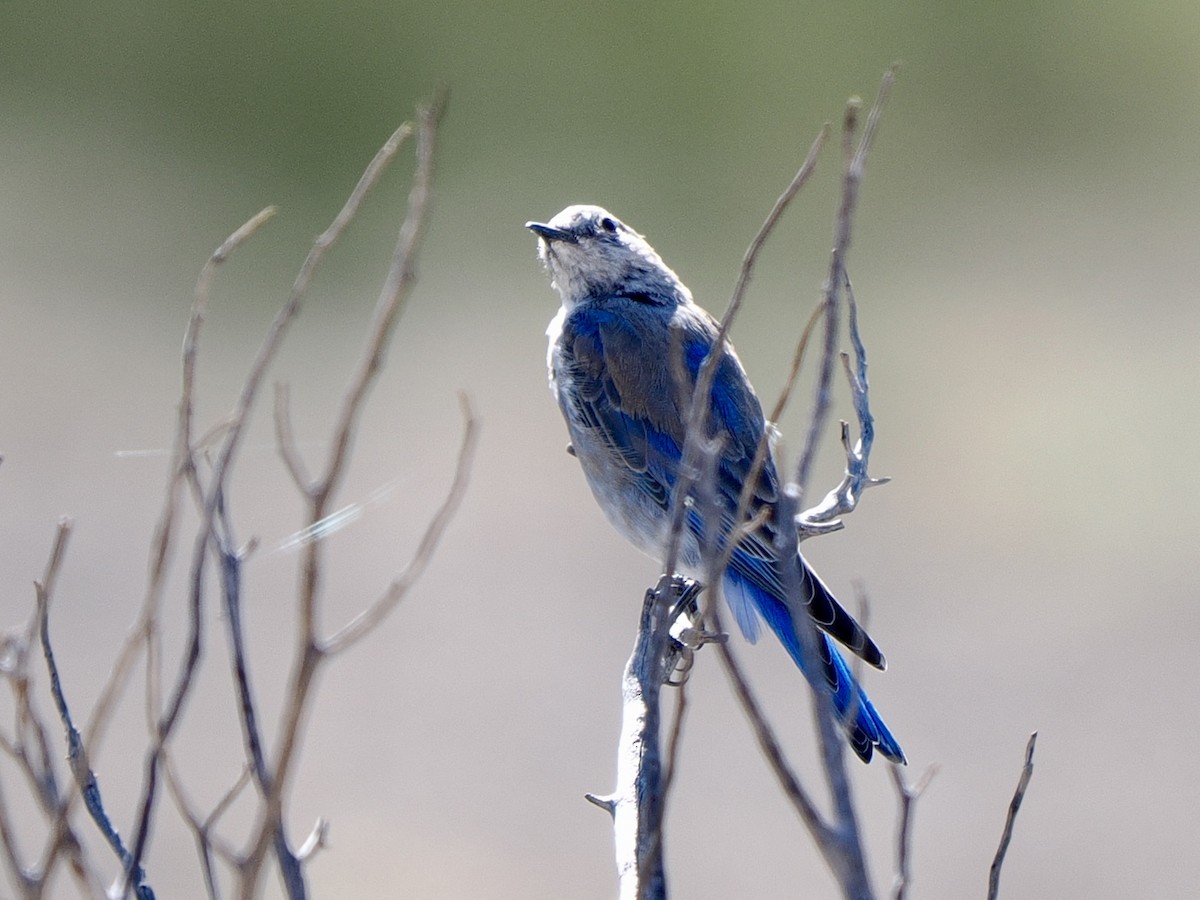 Mountain Bluebird - ML640492463