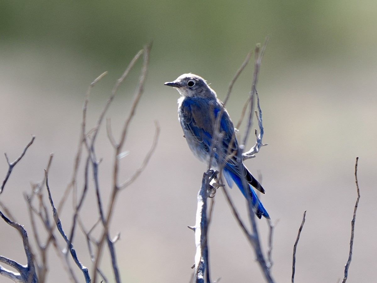 Mountain Bluebird - ML640492464