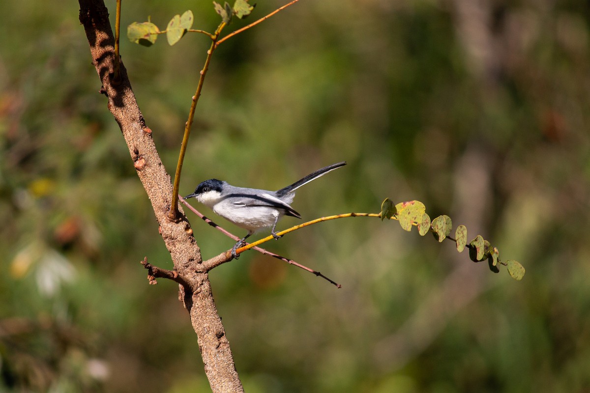 Tropical Gnatcatcher - ML640492618
