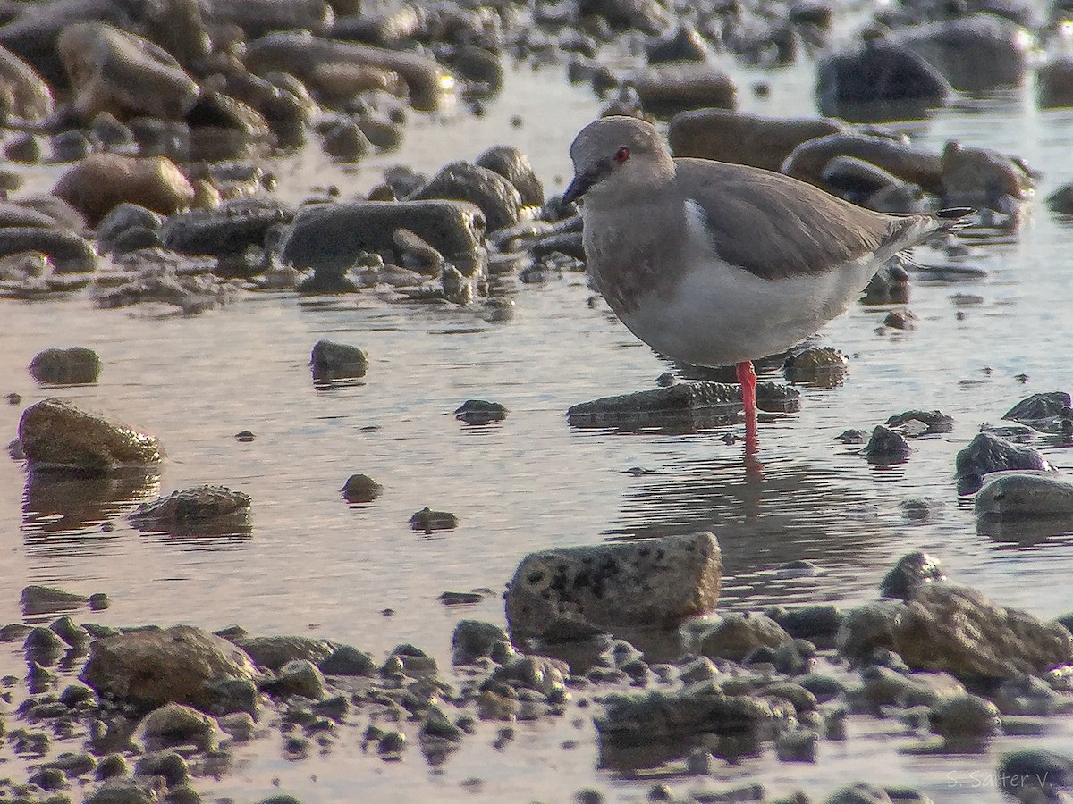 Magellanic Plover - ML640492641